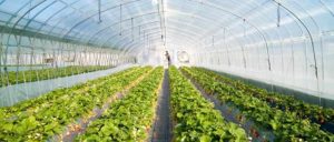 تصفیه آب کشاورزی