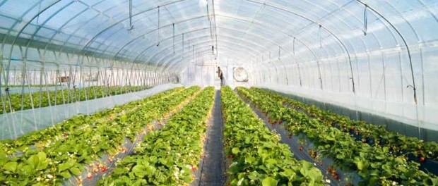 تصفیه آب کشاورزی